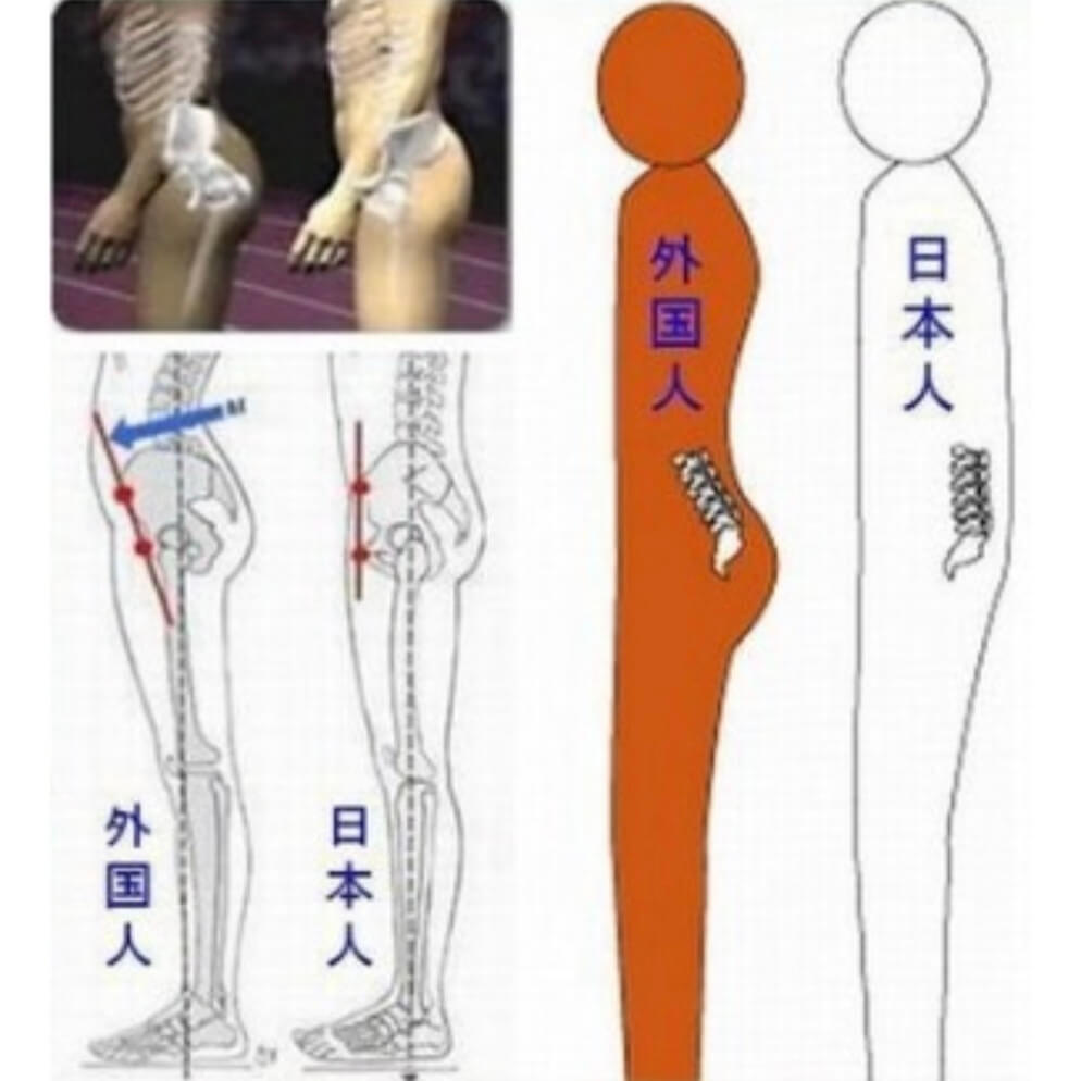 日本人の筋肉がダサい理由 骨格やトレーニング法を調査 しろむログ